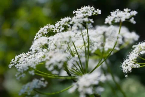 White flowers on a green background Foto stock
