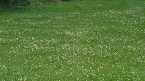 White Flowers Green Grass Stock Footage 284991301