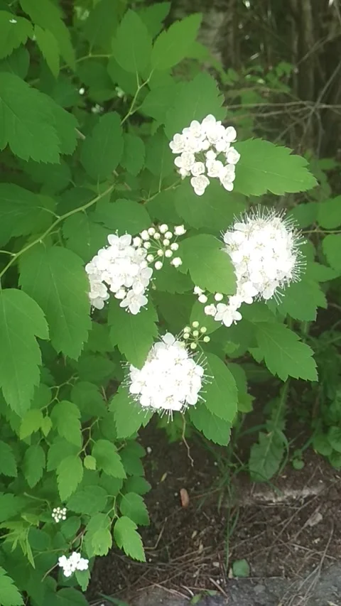 White flowers on the green leafe background Stock Footage 303494331