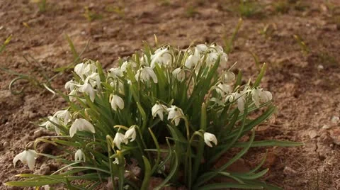 White flowers groving in the ground with wind Stock Footage 10883062