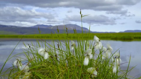 White flowers growing on the grass against lake and mountains Stock Footage 73010809