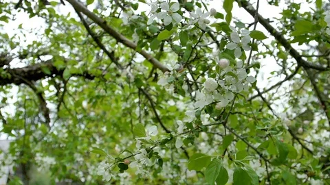 The white flowers hanging on the branches of the tree Stock Footage 115786599