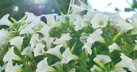 White flowers hanging in pot at sun rays Stock Footage 90965407