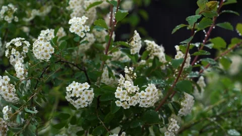 White flowers hanging on a twig Stock Footage 280381120