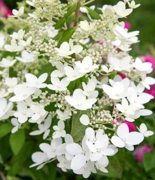 White flowers of hydrangea paniculata Stock Photos