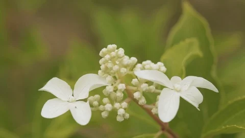 White Flowers Of Hydrangea Paniculata Siebold Phantom. Panicled Stock Footage 99556250