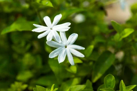 White flowers, isolated on blurry background Stock Photos