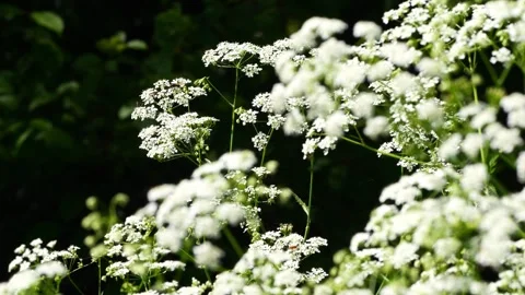 White flowers isolated on dark background with insects Stock Footage 276319274