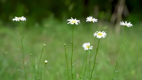 White flowers in late Spring Stock Footage 309066456