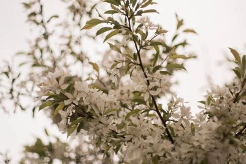 White flowers light Stock Photos