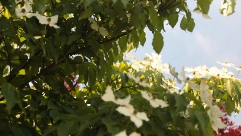 White Flowers in light wind Stock Footage 90924835