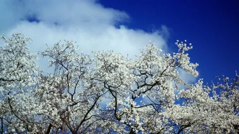 White flowers of magnolia. Spring. Stock Footage 237694452