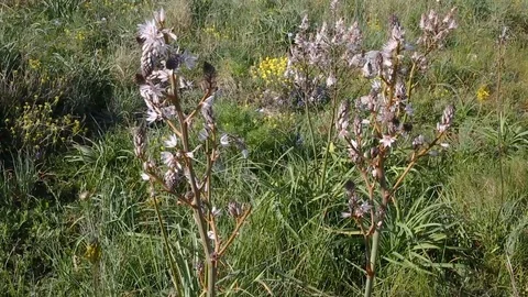 White flowers on meadow close up Stock Footage 121836187