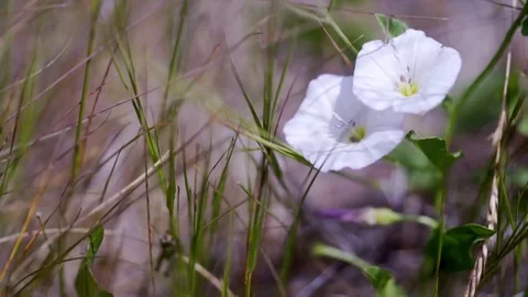 White Flowers on the Meadow Stock Footage 77400918