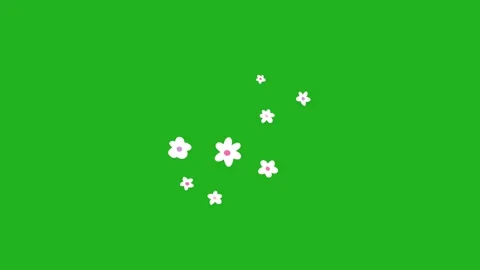 White flowers motion graphics with green screen background Stock Footage 252060322