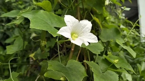 White flowers move gently in the wind in the morning Stock Footage 219655562