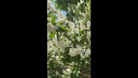 White flowers move in the wind. Stock Footage 313991719