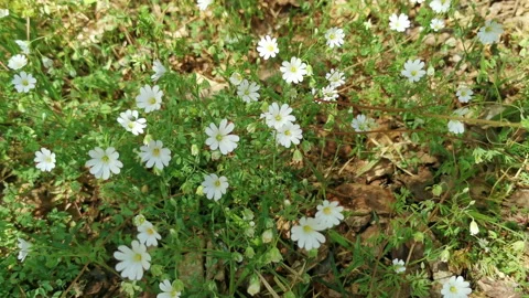 White flowers moved by the wind and the shade of a tree. (Cerastium arvense). Stock Footage 155817476