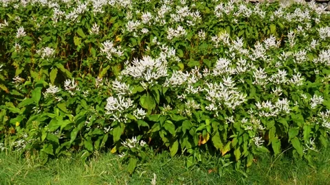 White flowers moving Stock Footage 142274531
