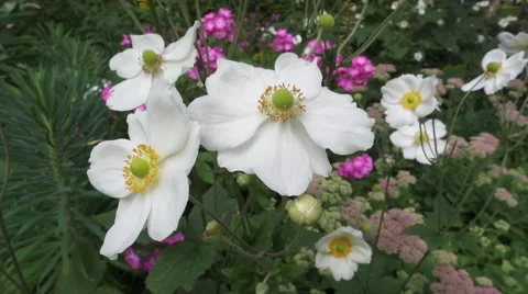 White Flowers Moving in Slow Motion Video stock 58716732