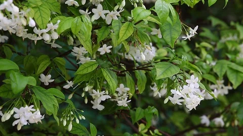 White flowers moving by the wind Stock Footage 90379200