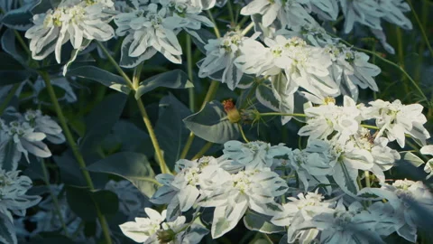 White Flowers in Nature and a Bee Stock Footage 282988992
