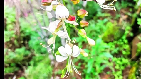 White Flowers in nature 스톡 동영상 310644072