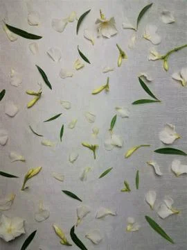 White flowers, oleander Stock Photos