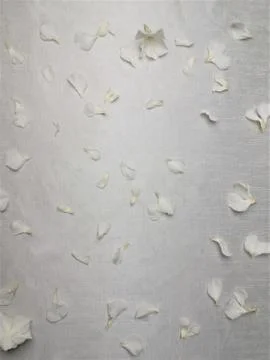 White flowers, oleander Stock Photos