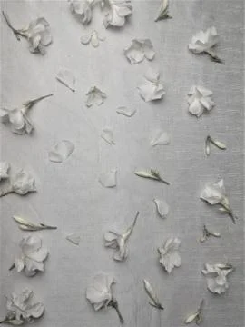 White flowers, oleander Foto stock