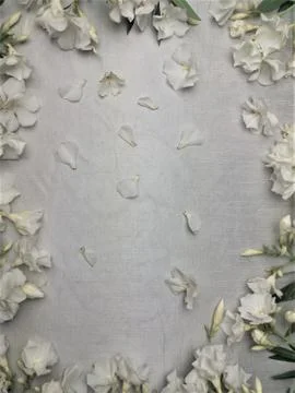 White flowers, oleander Stock Photos