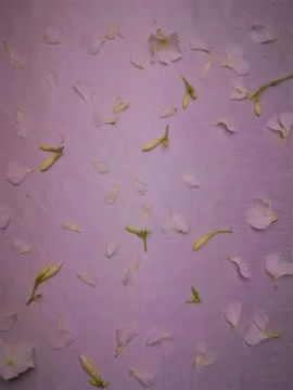 White flowers, oleander Stock Photos