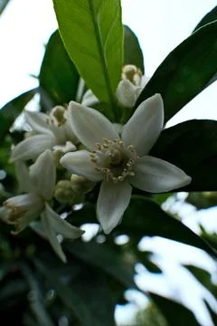White flowers of an orange tree on a background of green leaves. Foto stock