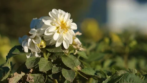 White flowers in the Park 库存影片 93843418
