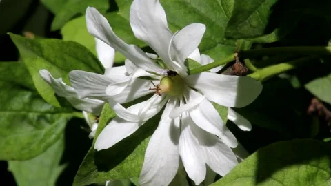 White flowers of Philadelphus Romashka Stock Footage 197211679