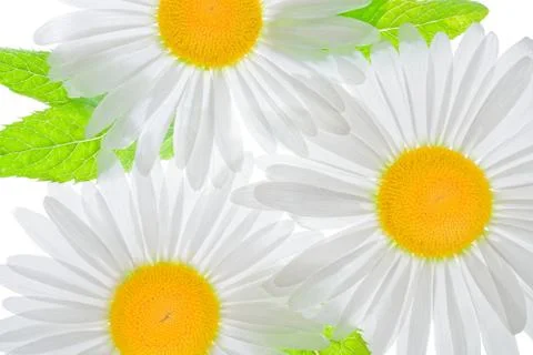 White flowers Stock Photos