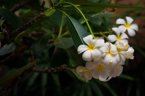 White flowers Fotos Stock