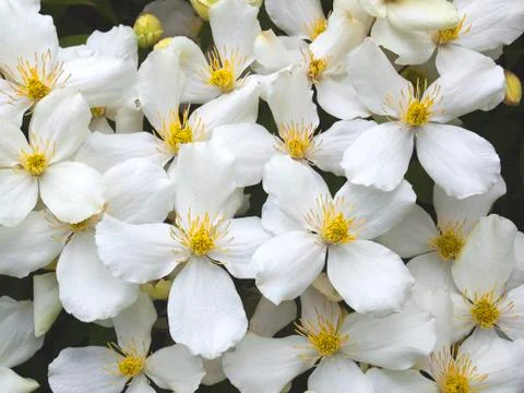 White flowers Stock Photos