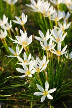 White flowers Stock Photos