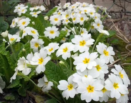 White flowers Stock Photos