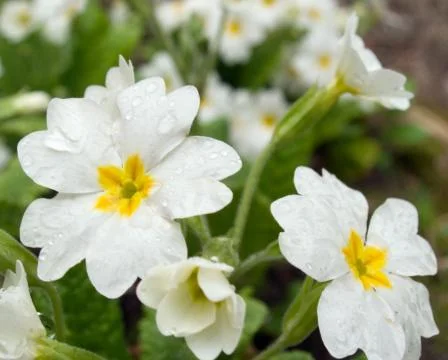 White flowers Stock Photos