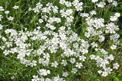 White flowers Stock Photos