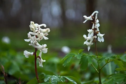 White flowers Stock Photos