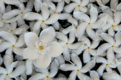 White flowers Stock Photos