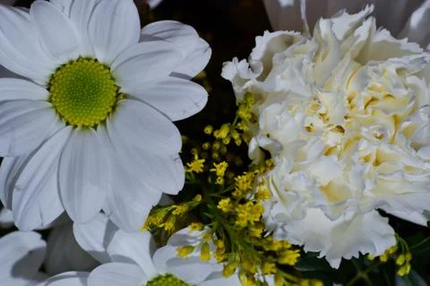 White flowers Stock Photos
