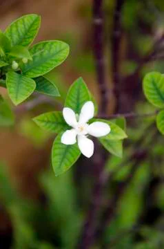 White flowers Stock Photos