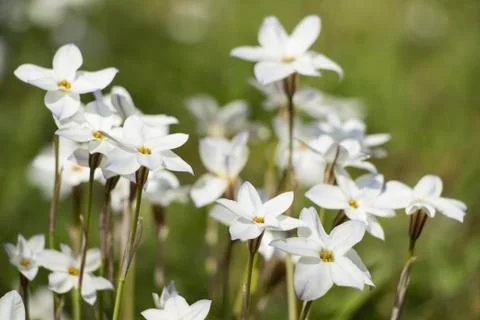 White flowers Stock Photos