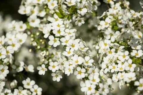 White flowers Stock Photos