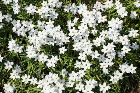 White flowers Stock Photos