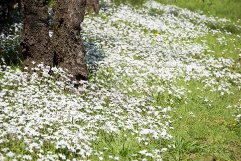 White flowers Stock Photos